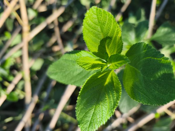 Identificação da planta Cidreira por foto