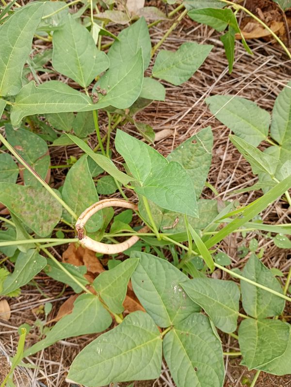 Identificação da planta Feijão-caupi por foto