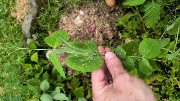 Identificação da planta Ervilhaca por foto