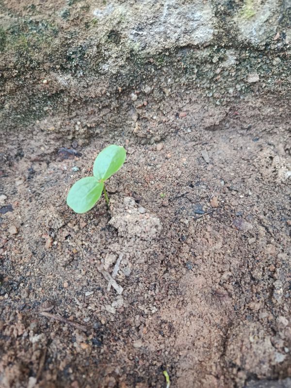 Identificação da planta Pepino por foto