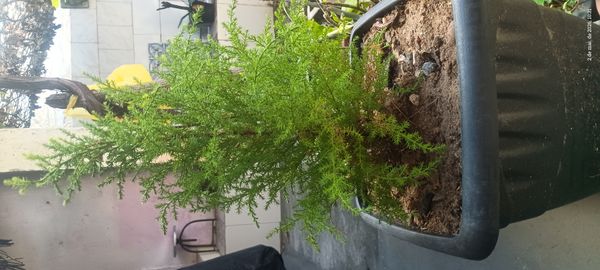 Identificação da planta Pinheiro por foto