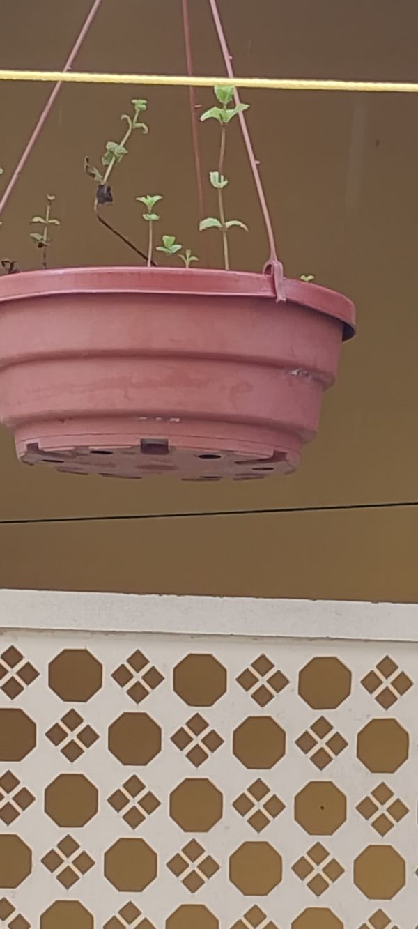 Identificação da planta Hera-de-flor por foto