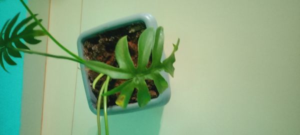 Identificação da planta Costela de Adão por foto