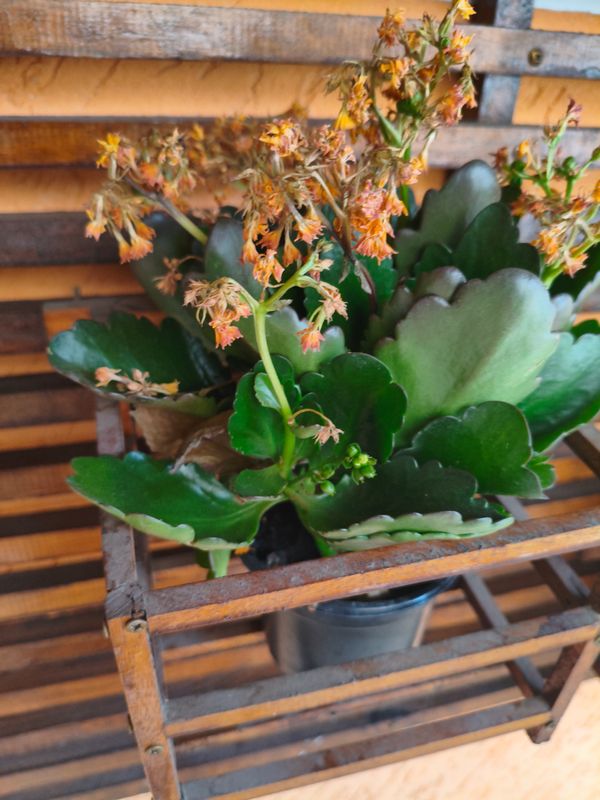 Identificação da planta Flor da fortuna por foto