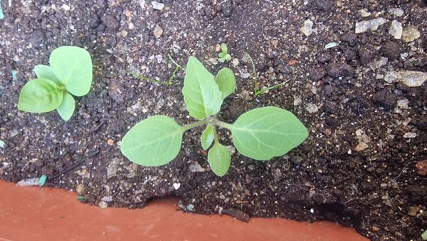 Identificação da planta erva-de-santa-maria por foto