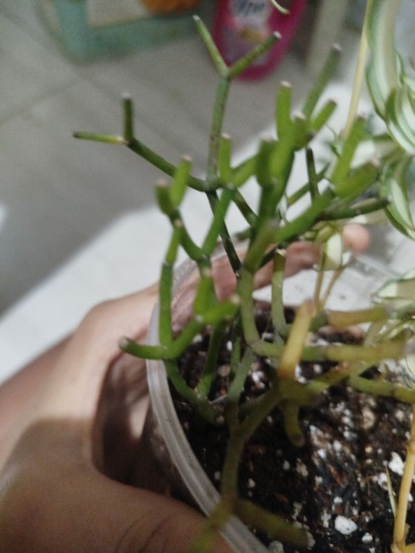 Identificação da planta Cacto Coral por foto