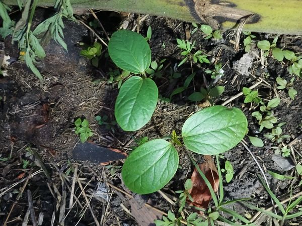 Identificação da planta Vinagreira por foto
