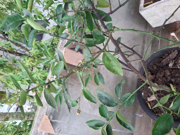 Identificação da planta Limão galego por foto