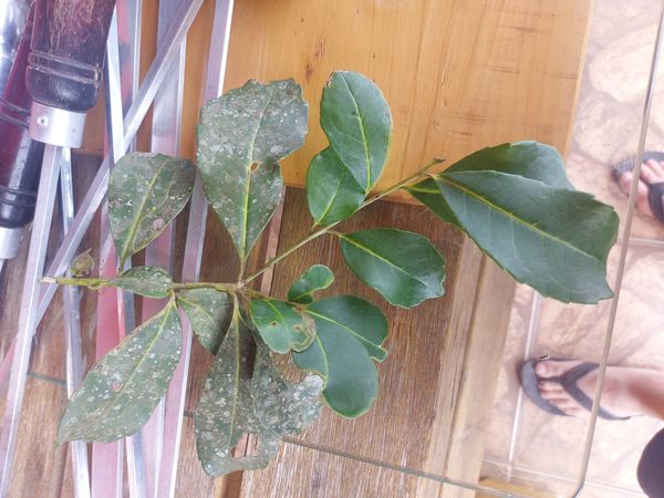 Identificação da planta Erva-mate por foto