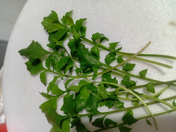 Identificação da planta Agrião por foto