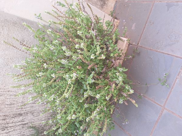 Identificação da planta Manjericão por foto