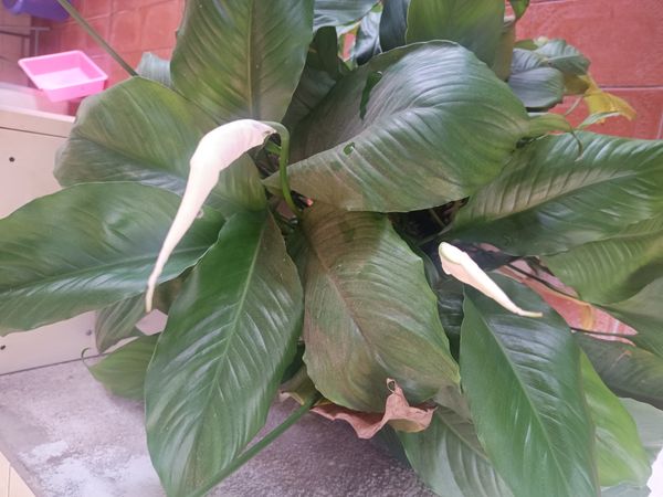 Identificação da planta Lírio da paz por foto
