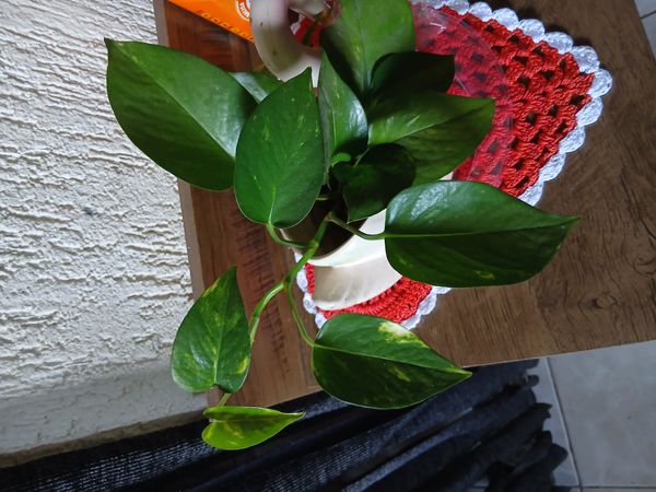 Identificação da planta Jiboia por foto