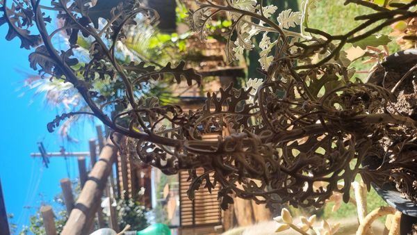 Identificação da planta Cinerária por foto