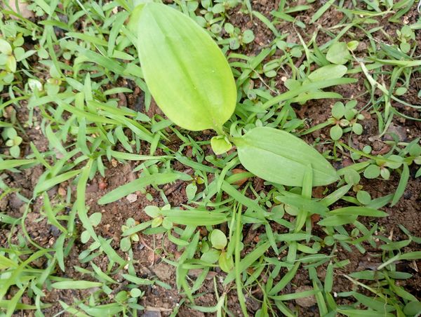 Identificação da planta Trapoeraba por foto