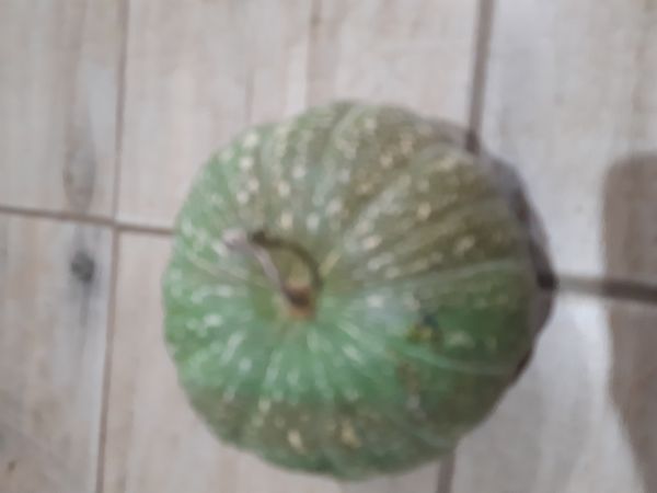 Identificação da planta Abóbora moranga por foto