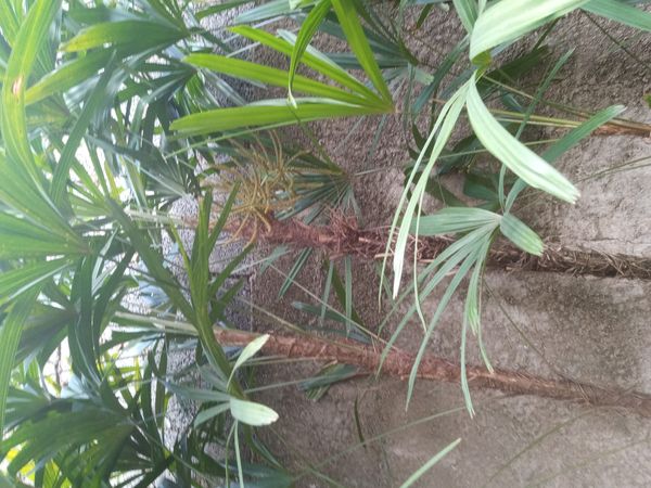 Identificação da planta Palmeira-ráfis por foto