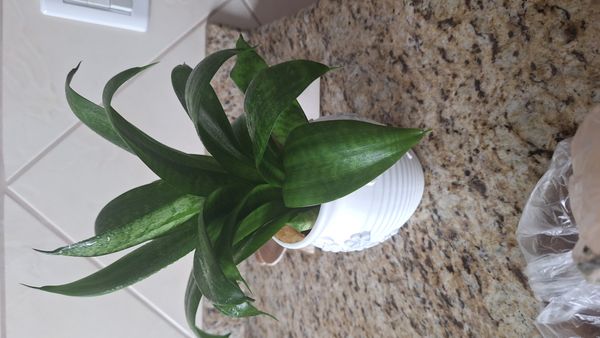 Identificação da planta Espada de São Jorge por foto