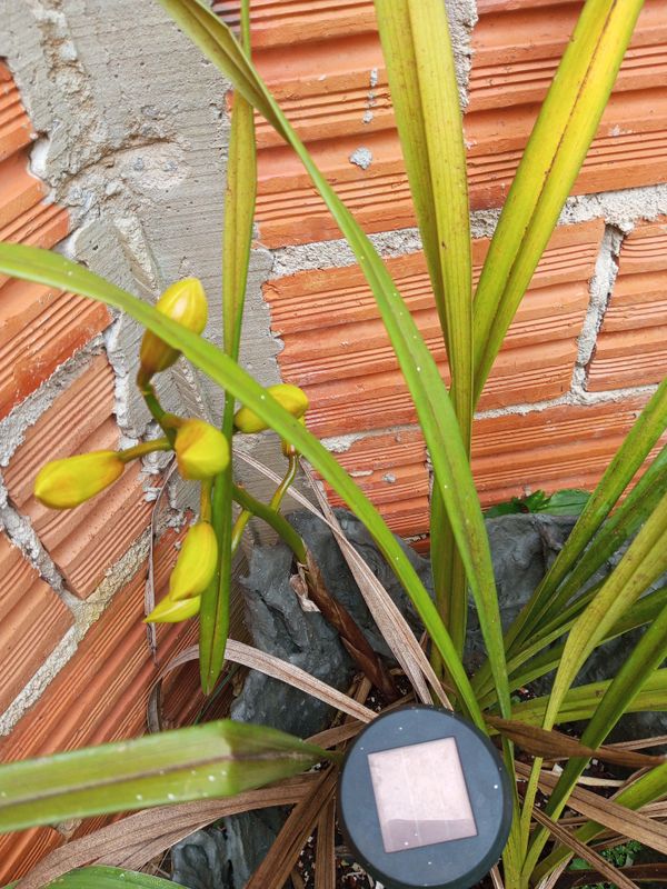 Identificação da planta Orquidea por foto