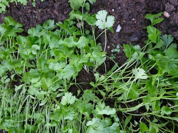 Identificação da planta Coentro por foto