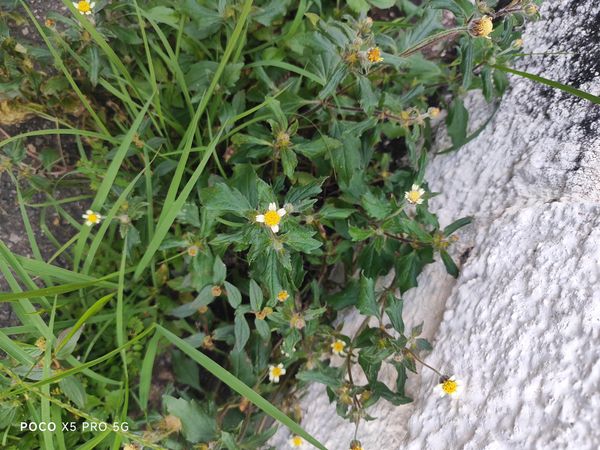 Identificação da planta Erva-de-touro por foto