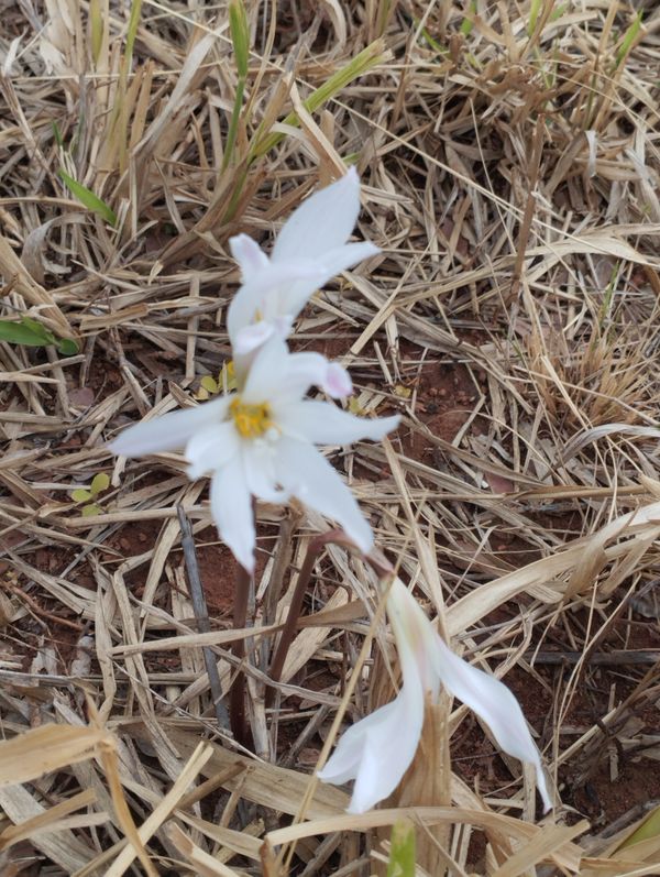 Identificação da planta lírio-da-chuva por foto