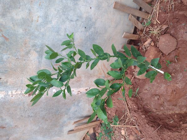 Identificação da planta Limão galego por foto