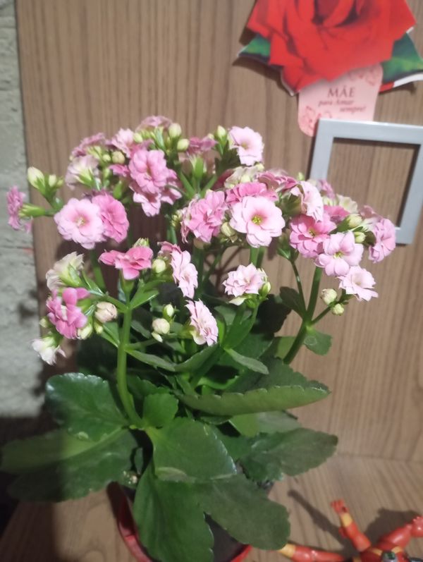 Identificação da planta Calandiva por foto