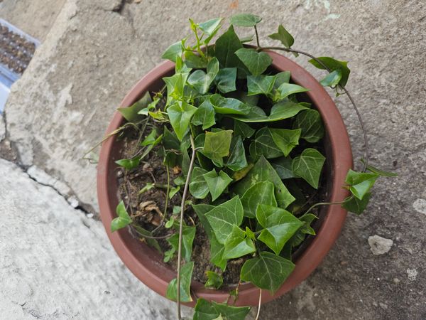 Identificação da planta Jiboia falsa por foto