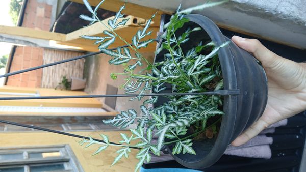Identificação da planta Asplênio por foto