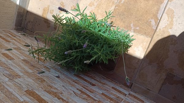 Identificação da planta Lavanda por foto