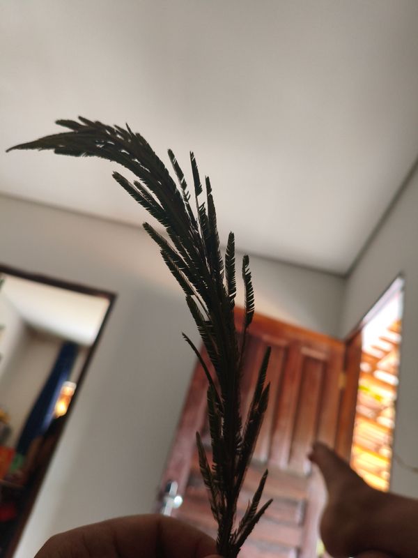 Identificação da planta Angico-preto por foto