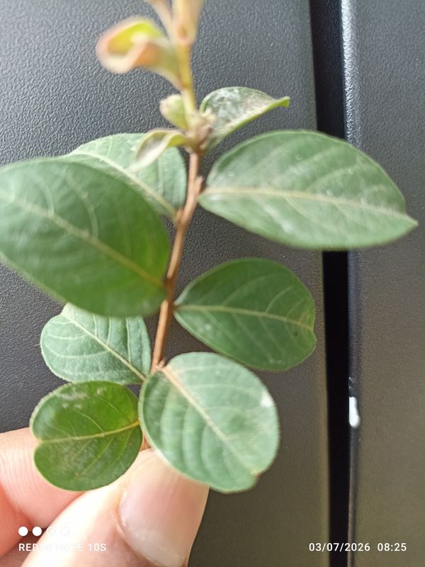 Identificação da planta Resedá-flor-da-rainha por foto