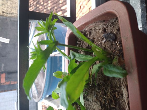 Identificação da planta Coentro verdadeiro por foto