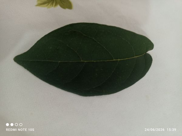Identificação da planta Fruta-do-conde por foto