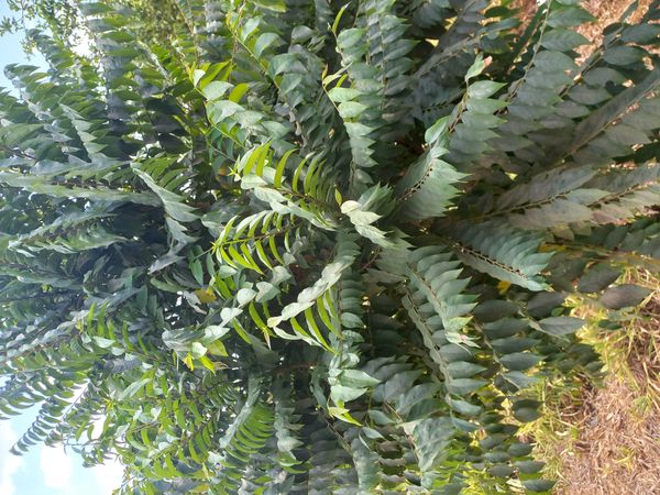 Identificação da planta Groselha Branca por foto