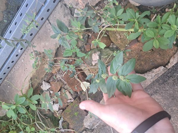 Identificação da planta Erva de Santa luzia por foto