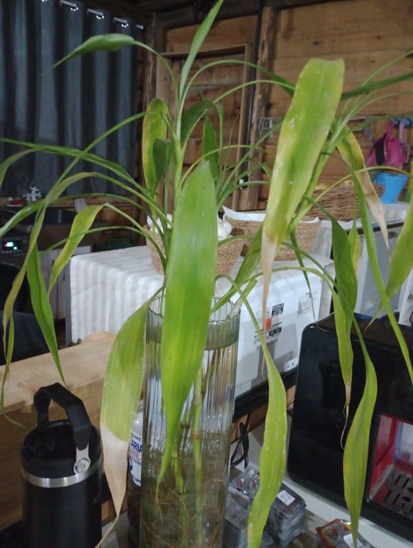 Identificação da planta Bambu-da-sorte por foto