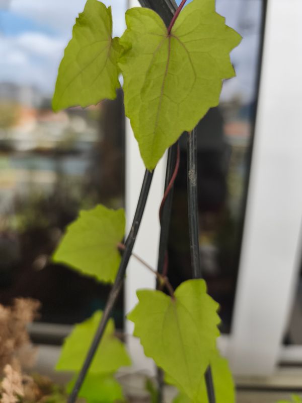 Identificação da planta Serrapilheira por foto