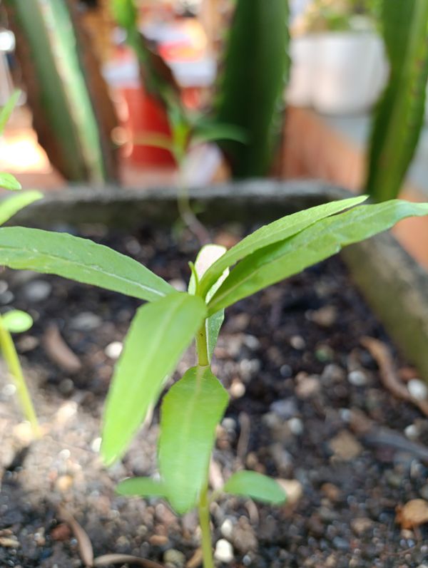 Identificação da planta Erva botão por foto