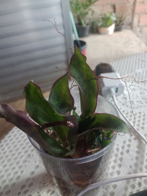 Identificação da planta Planta de cesta por foto
