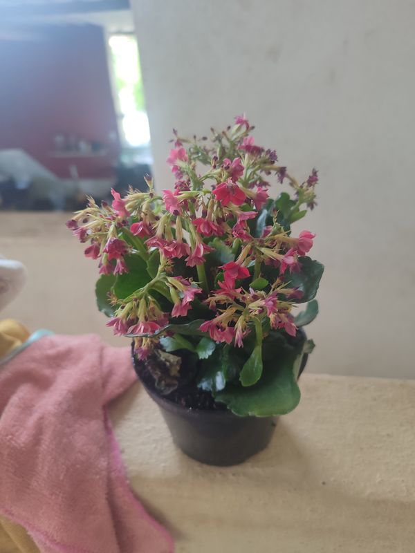 Identificação da planta Flor da fortuna por foto