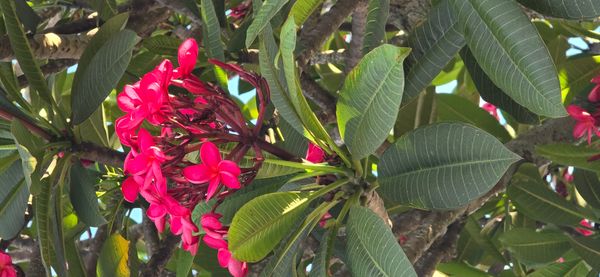 Identificação da planta Jasmim-manga por foto
