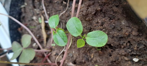 Identificação da planta Corda-de-viola por foto