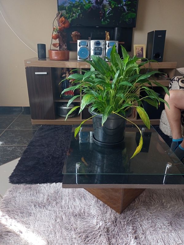 Identificação da planta Como cuida do lirio por foto