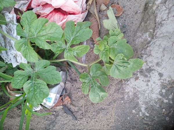 Identificação da planta Melancia por foto