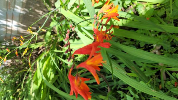 Identificação da planta Montbretia por foto