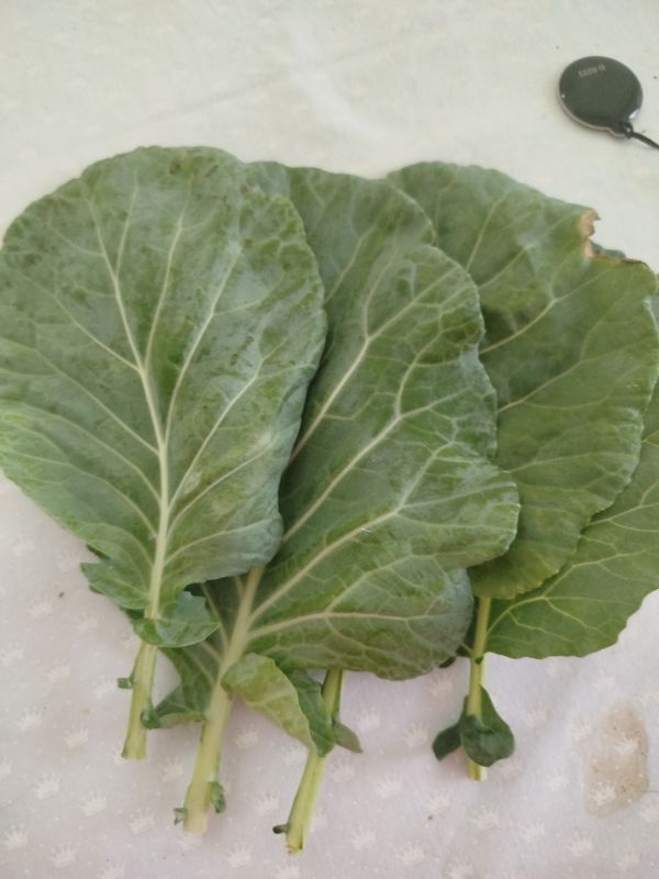 Identificação da planta Couve por foto