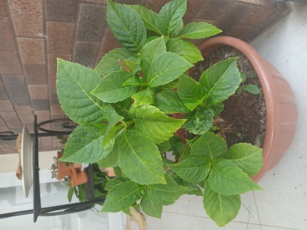 Identificação da planta Hortênsia por foto