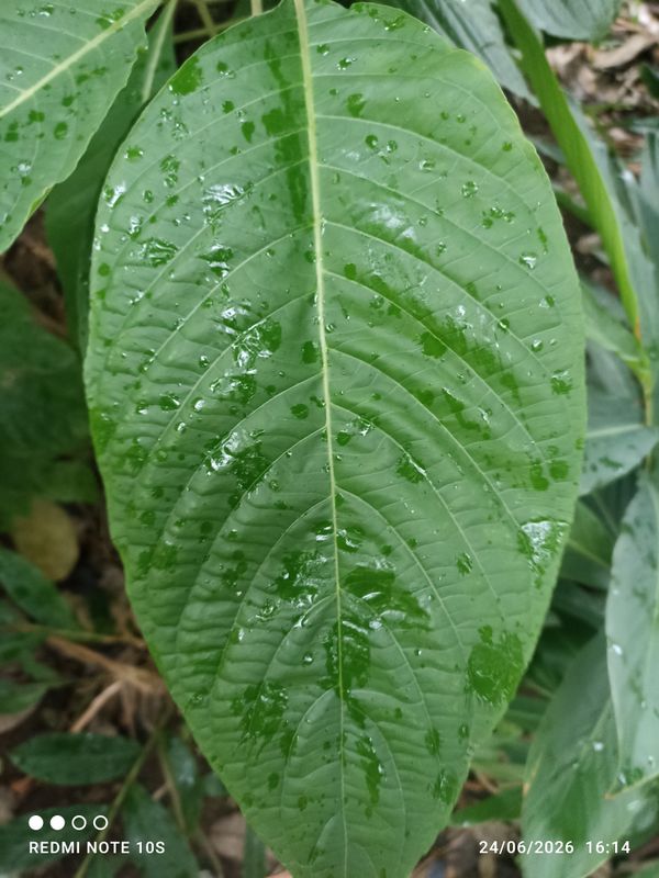 Identificação da planta Camarão-vermelho por foto